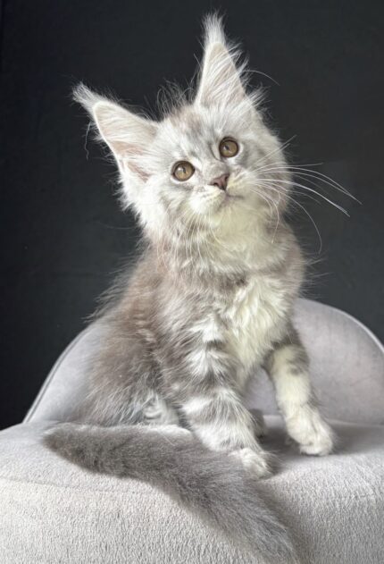 Zara – The Elegant Princess