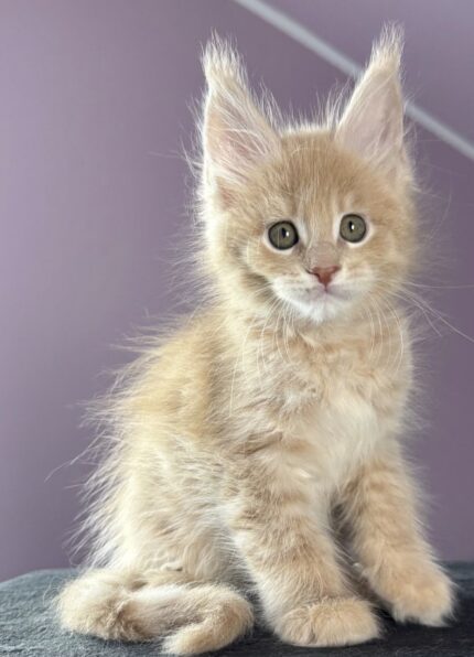 Snowbell – The Soft & Serene One