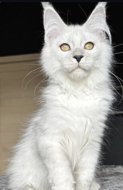 Maple – The Sweet & Social Kitten