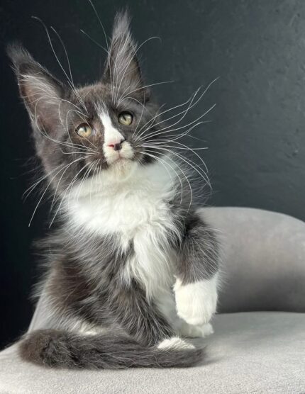 Nova – The Bright-Eyed Beauty